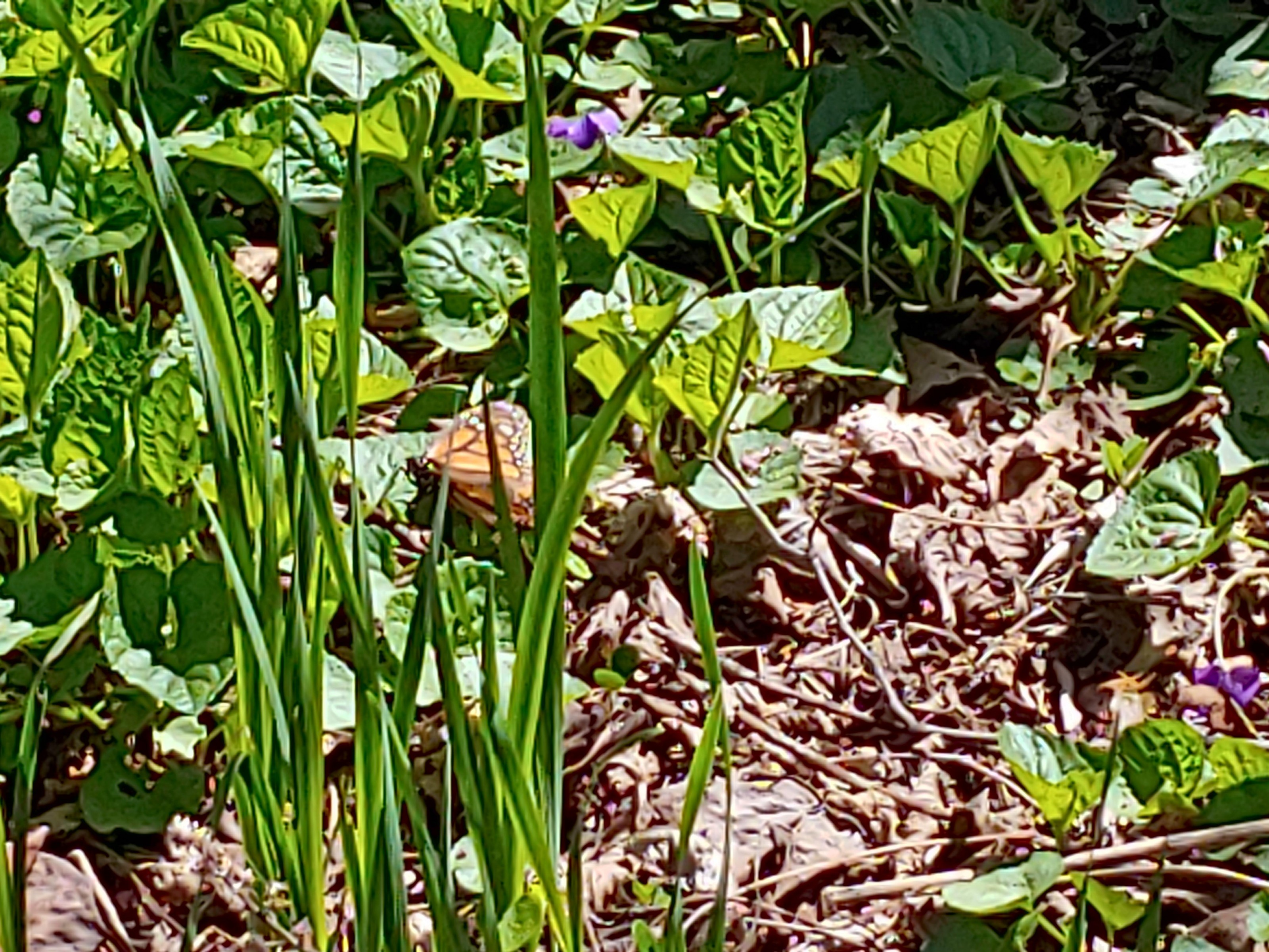 Monarch Butterfly 