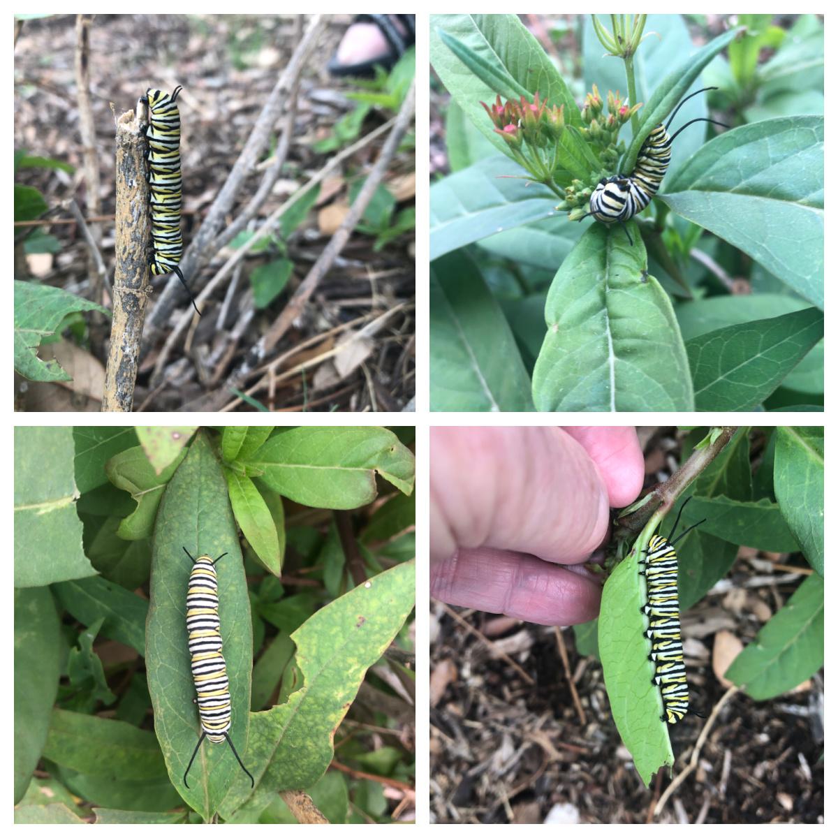 5th instar larvae