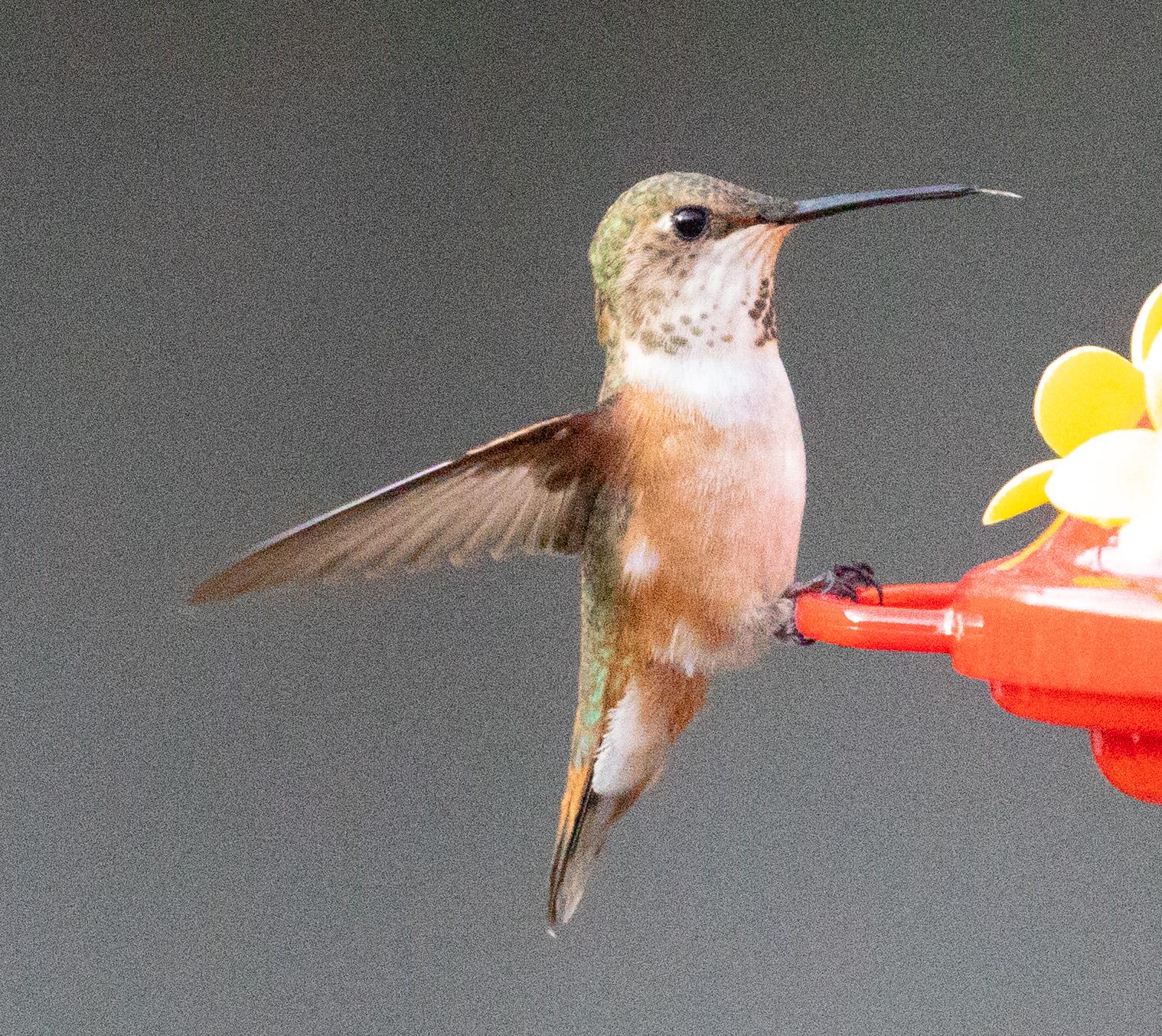 Rufous Hummingbird 