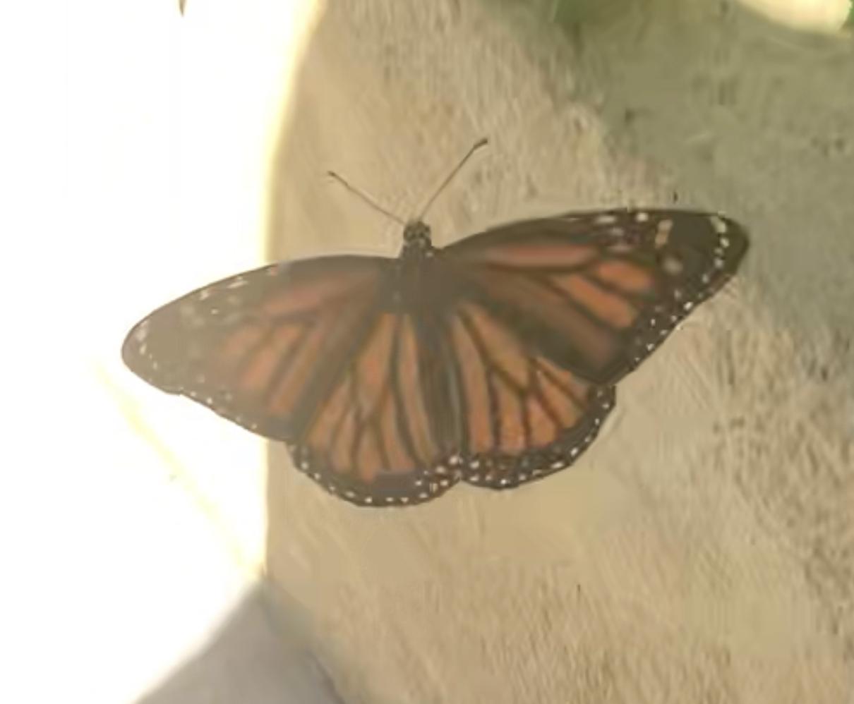 Monarch Butterfly 