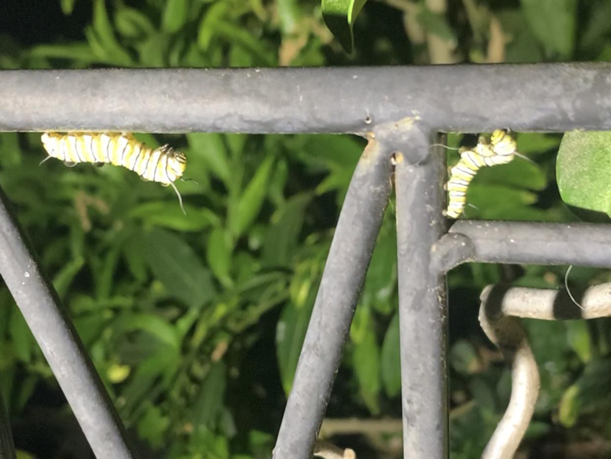 Monarch larvae