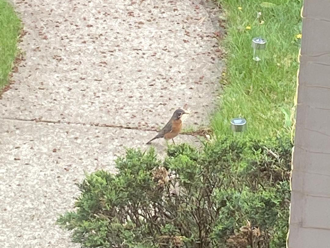 American Robin