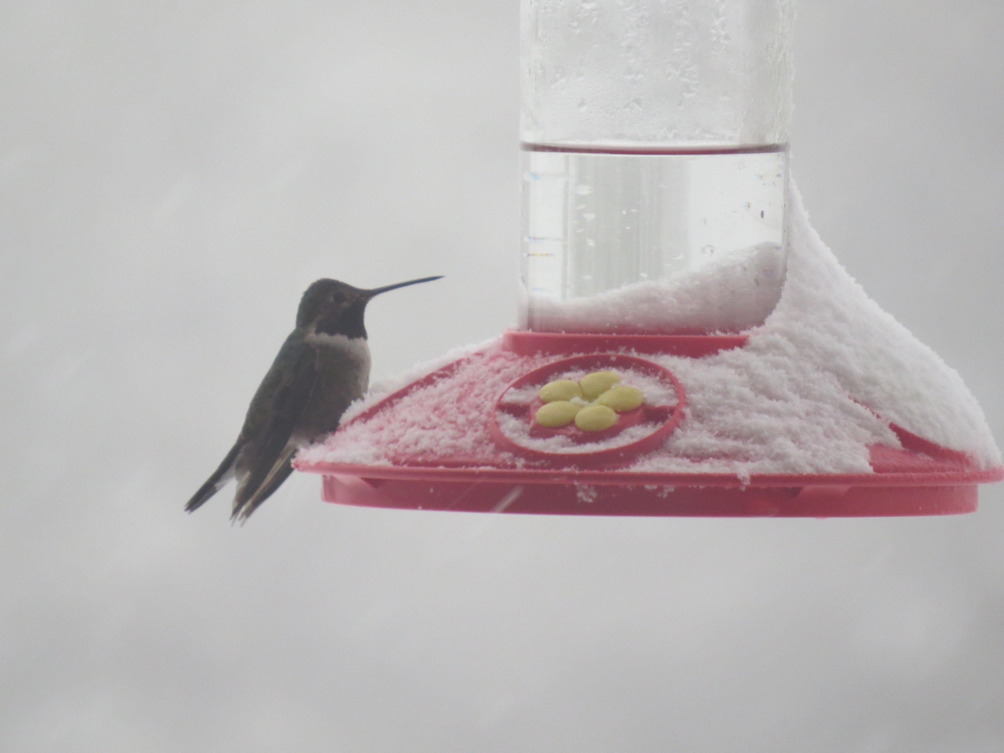 Broad-tailed Hummingbird