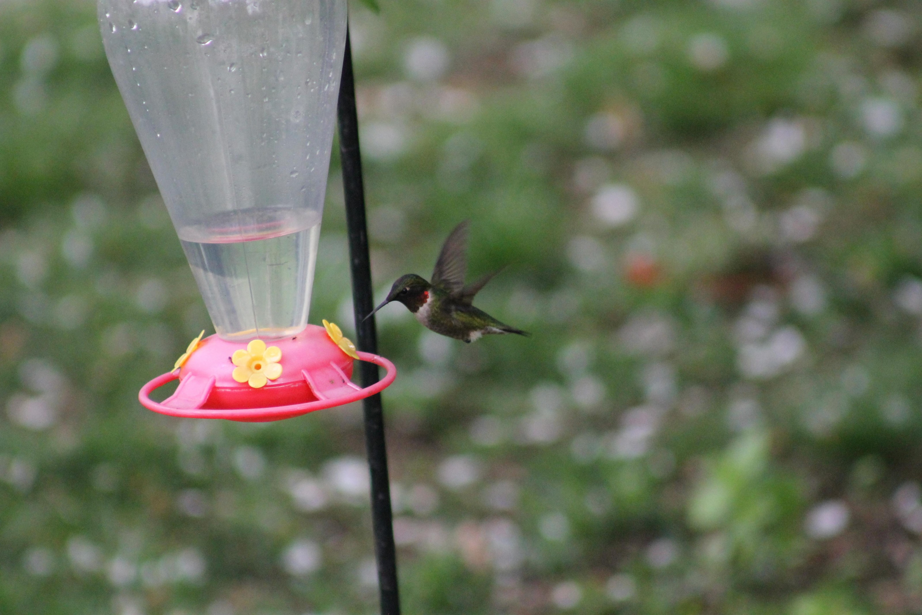 Ruby-throated Hummingbird