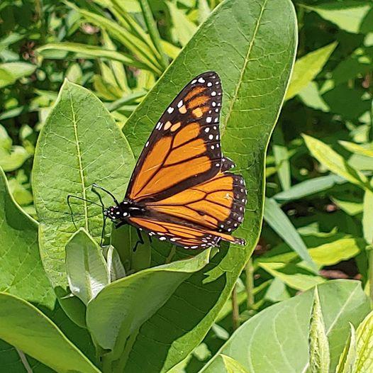 Monarch Butterfly 