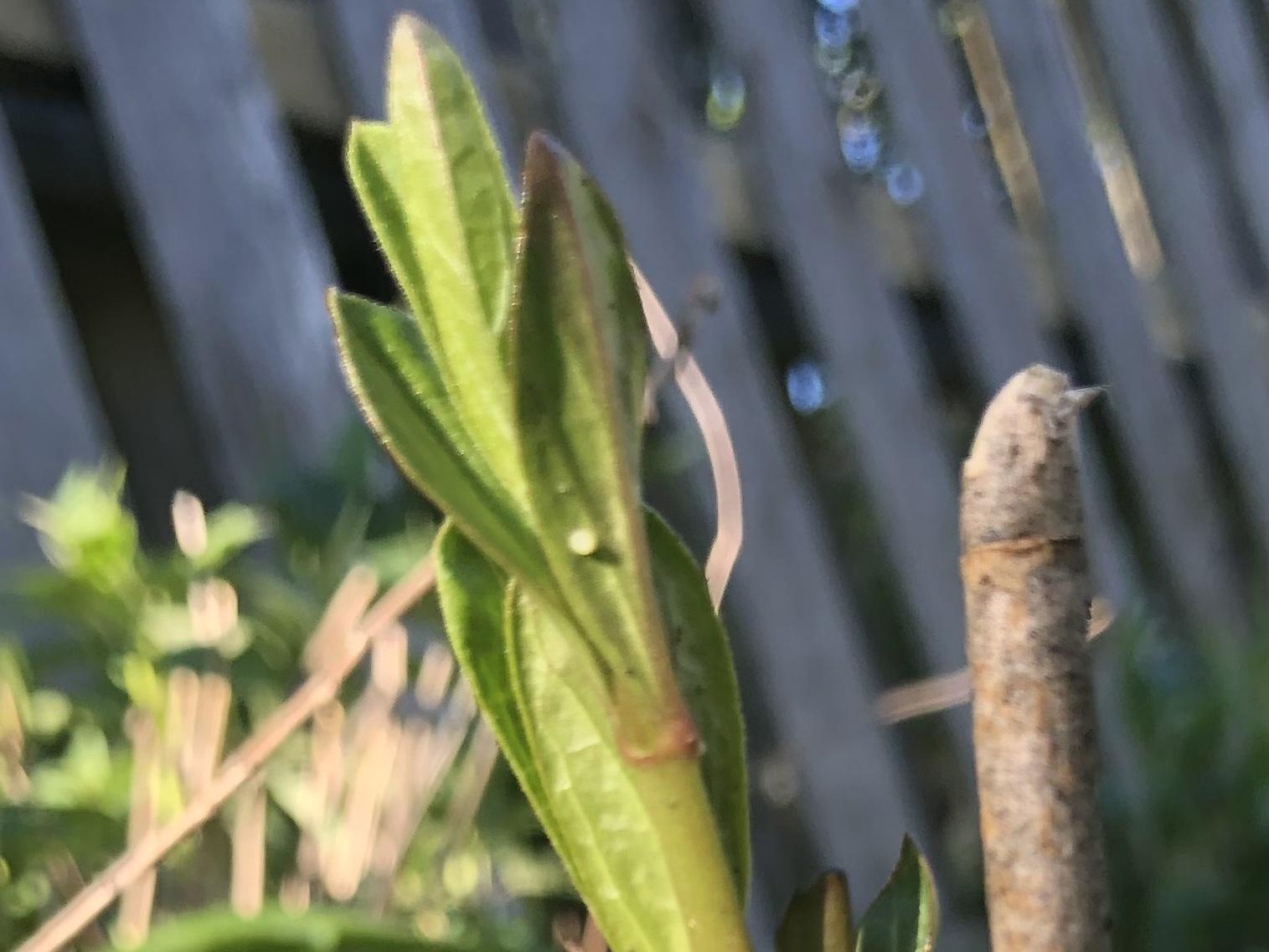 Monarch egg