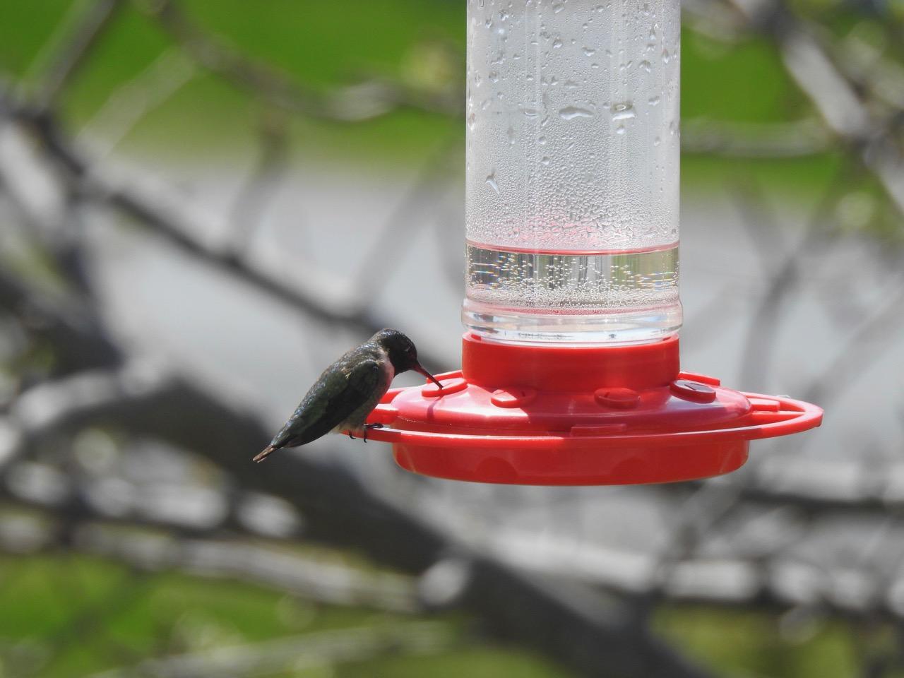 Ruby-throated Hummingbird