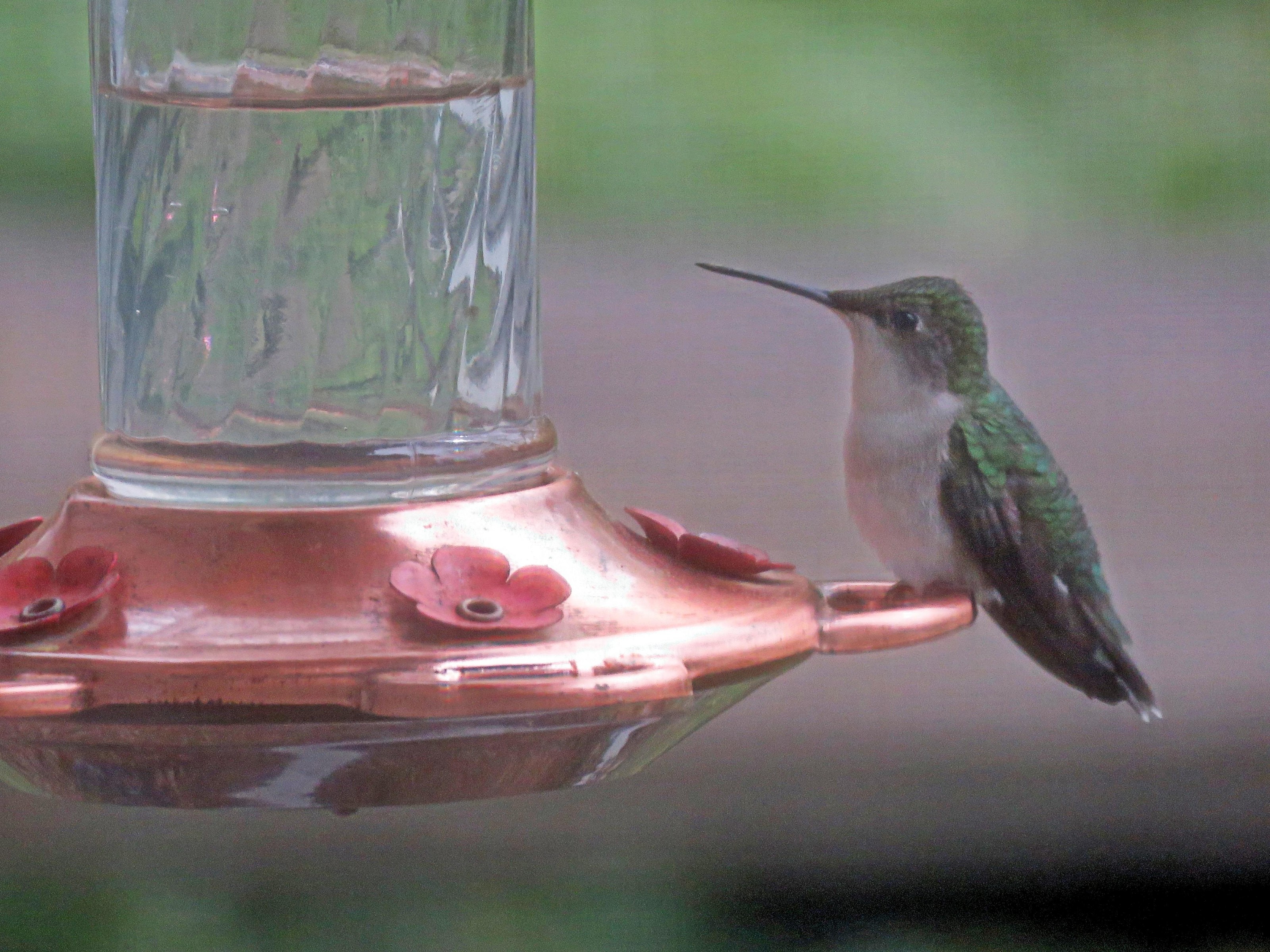 Ruby-throated Hummingbird