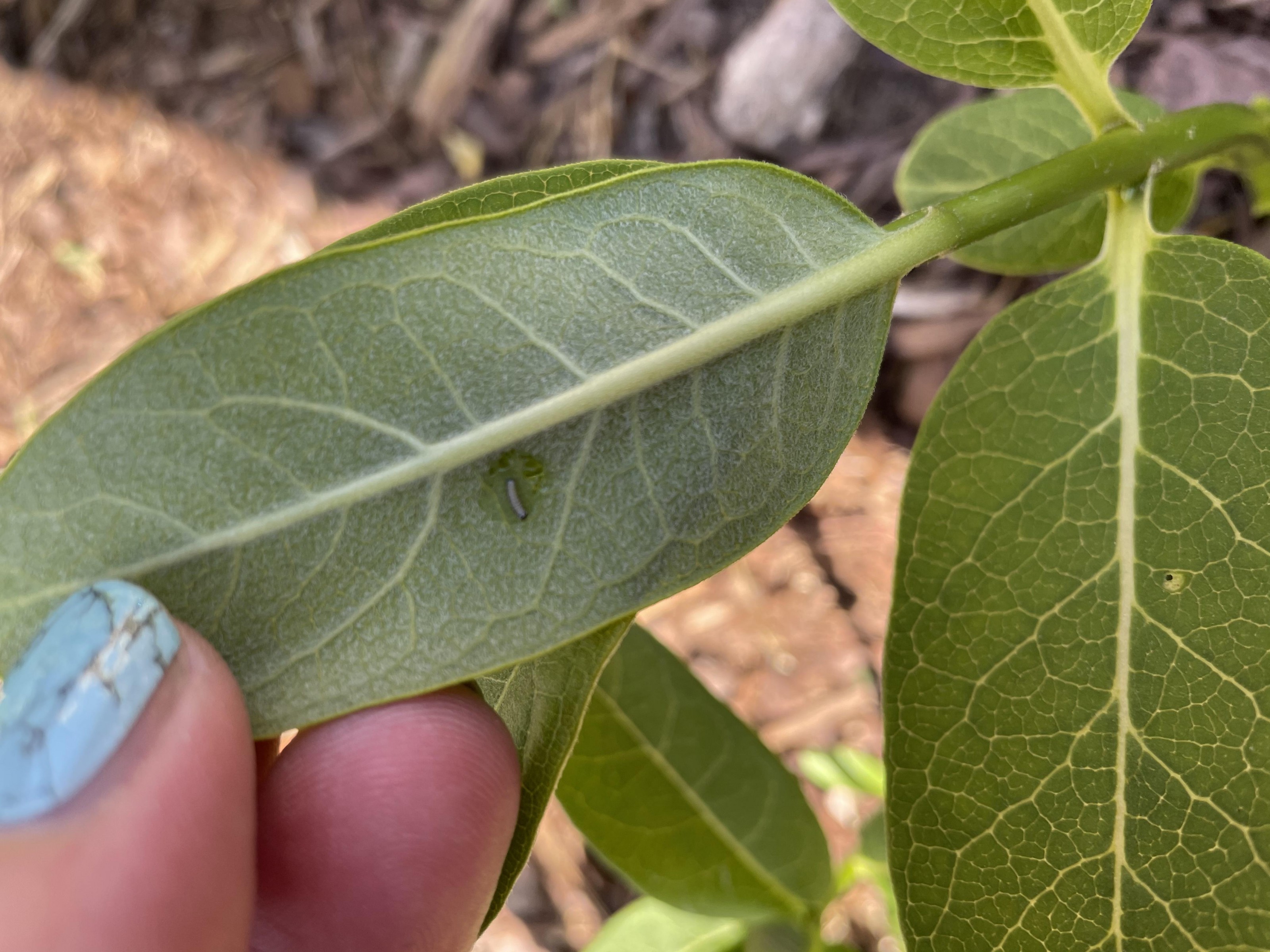 Monarch larva 