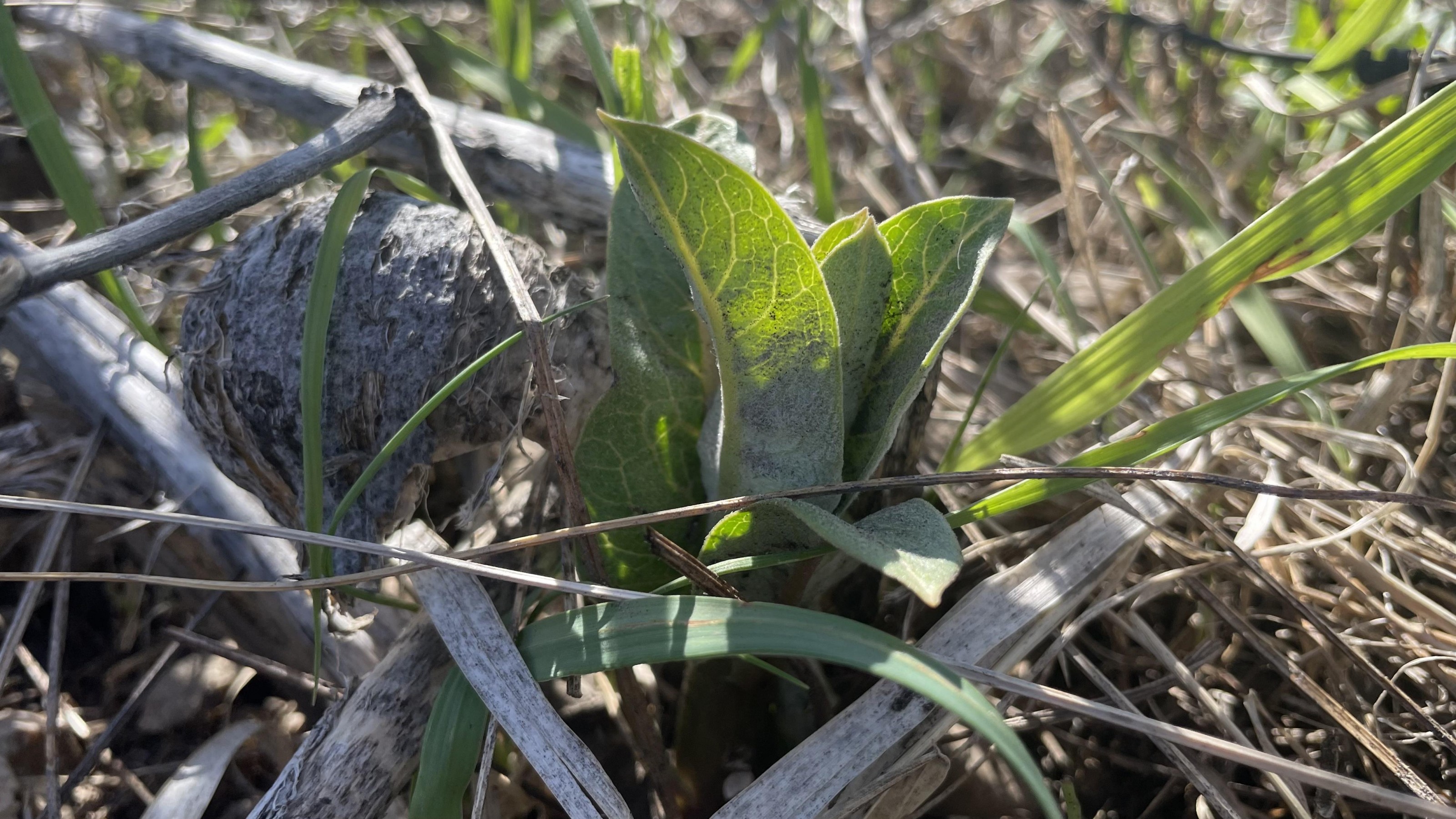 Asclepias speciosa