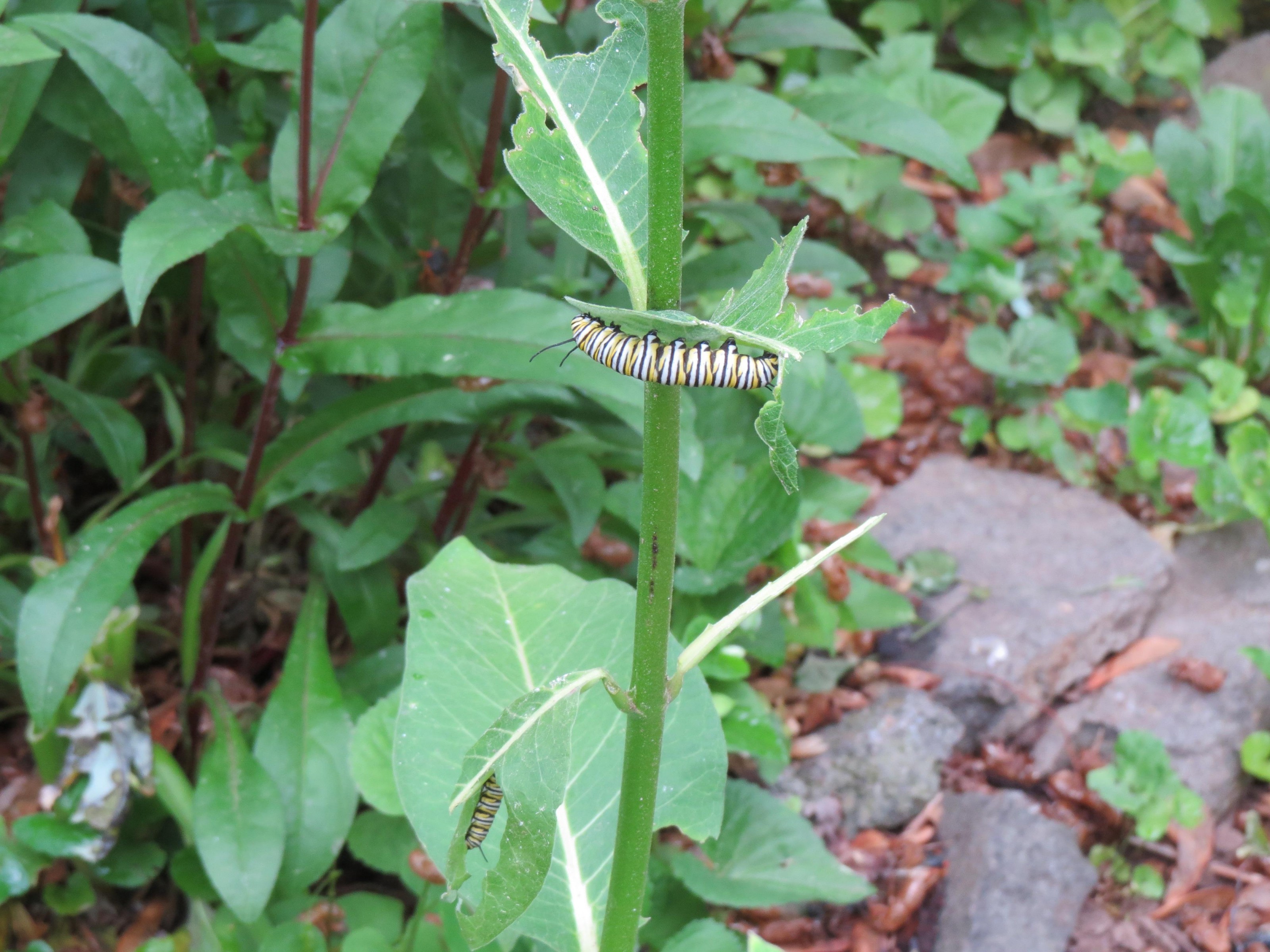 Monarch larvae