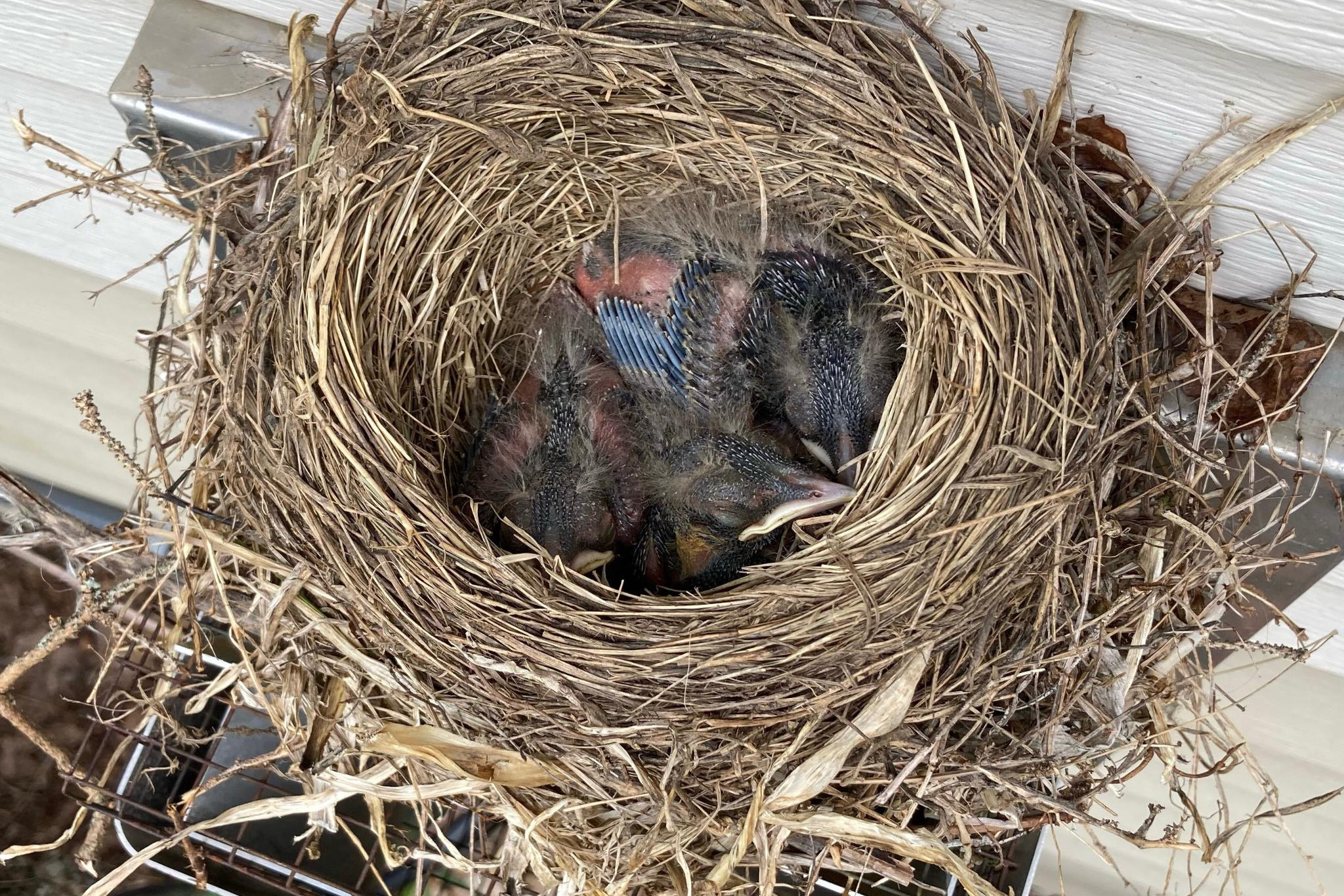 American Robin nestlings