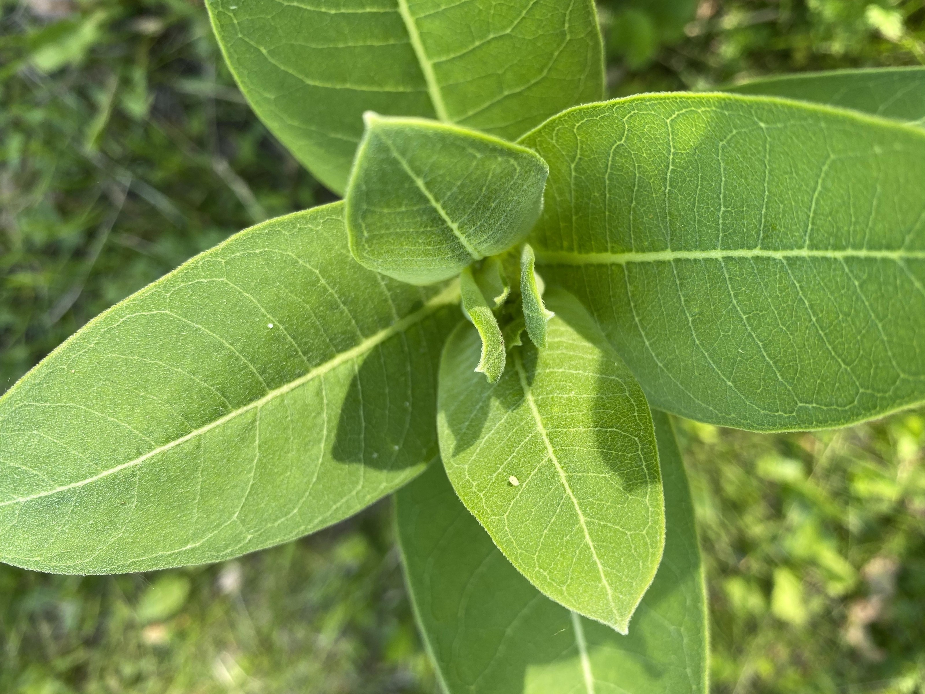 Milkweed with monarch eggs