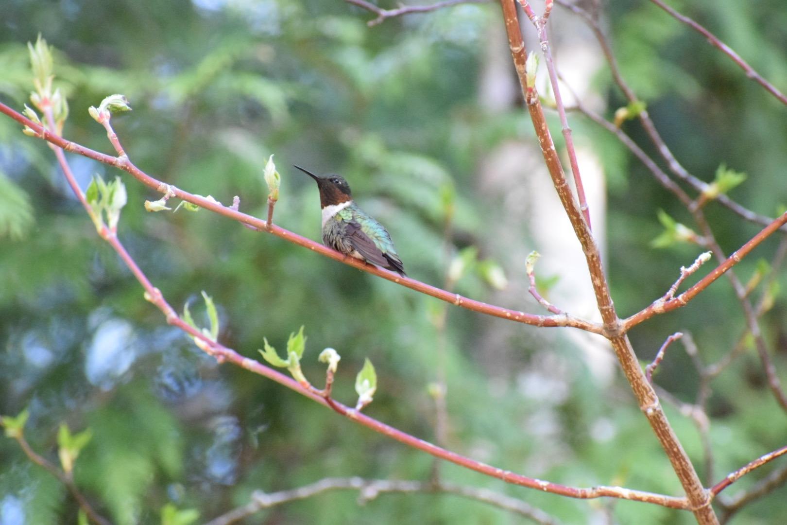 Ruby-throated Hummingbird