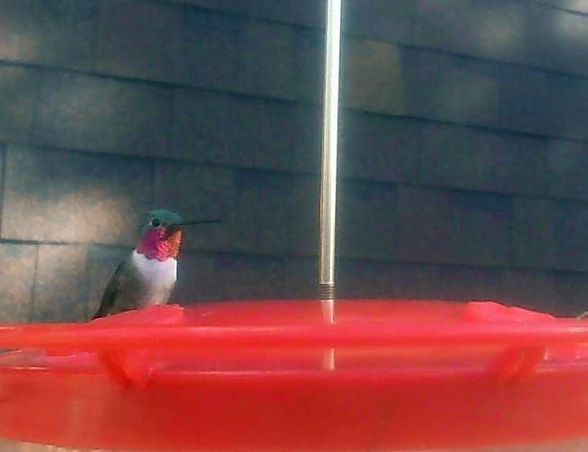 Broad-tailed Hummingbird