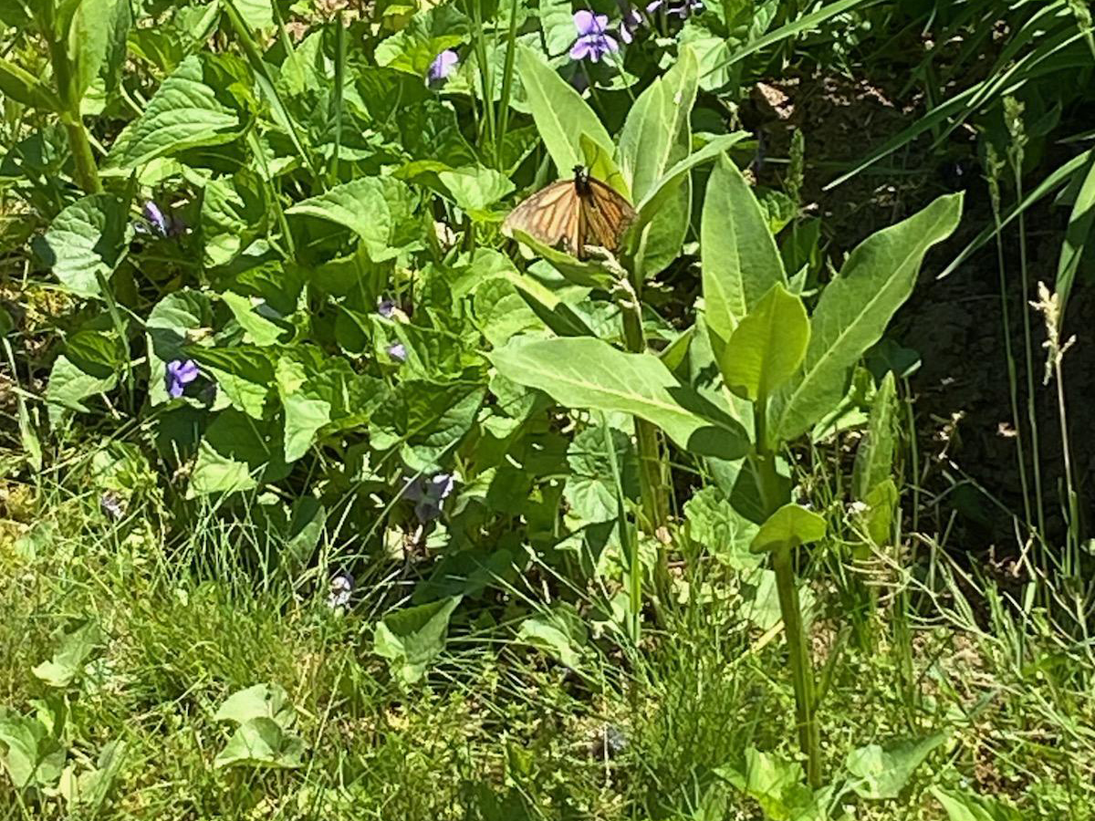 Monarch Butterfly 