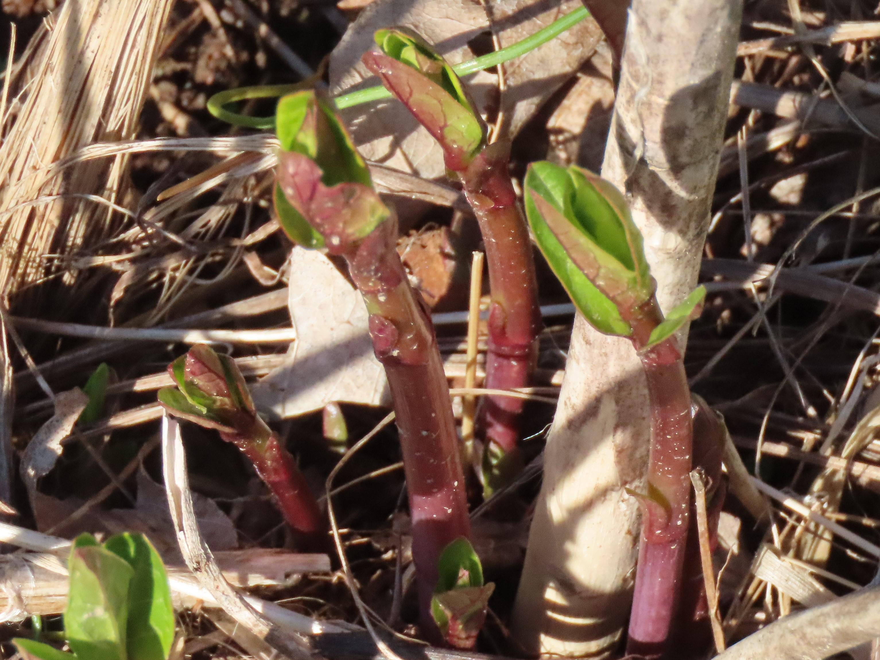 Milkweed