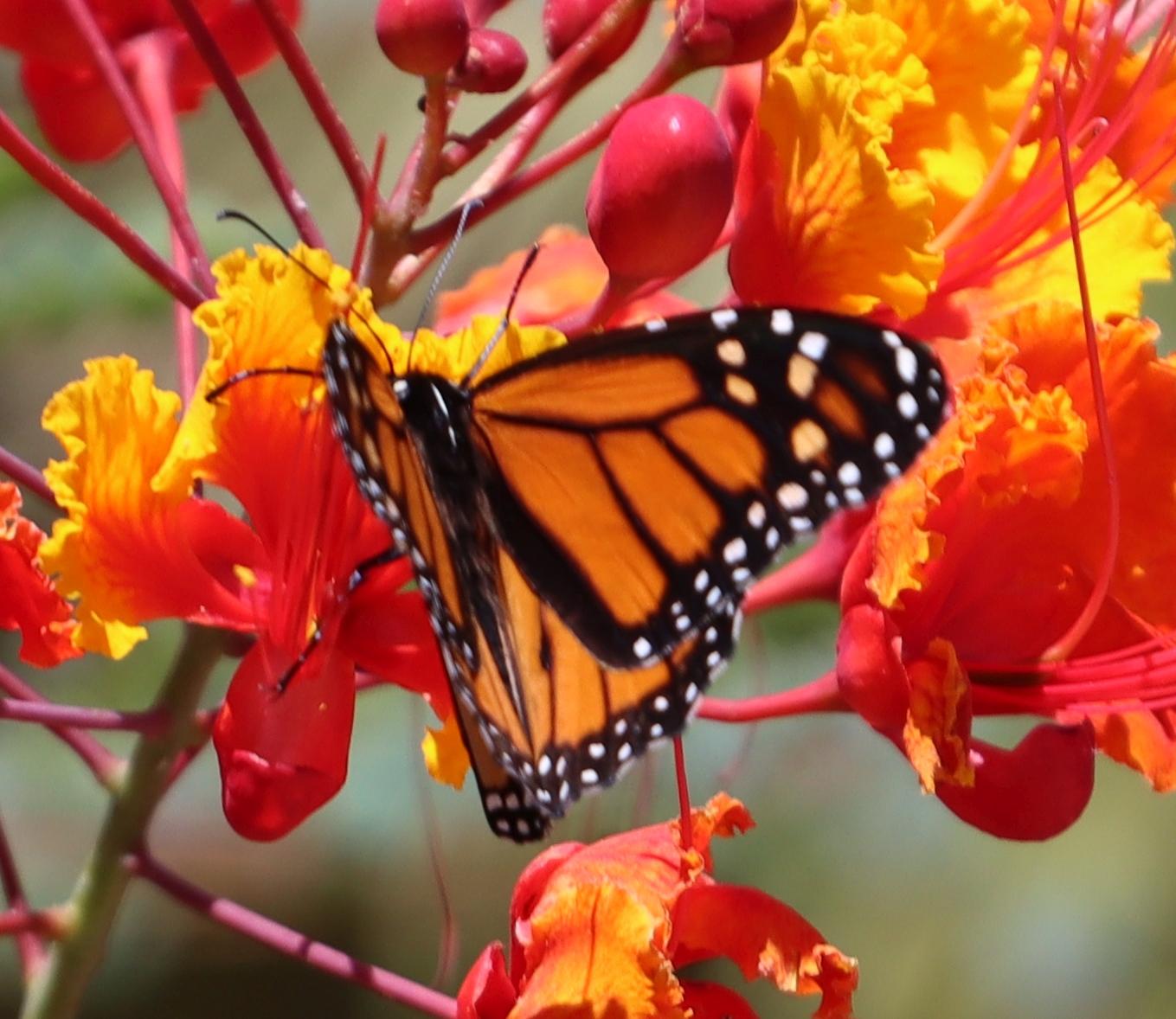 Monarch Butterfly 