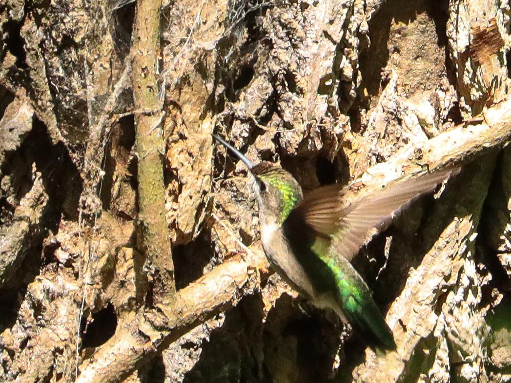 Ruby-throated Hummingbird gathering spider silk