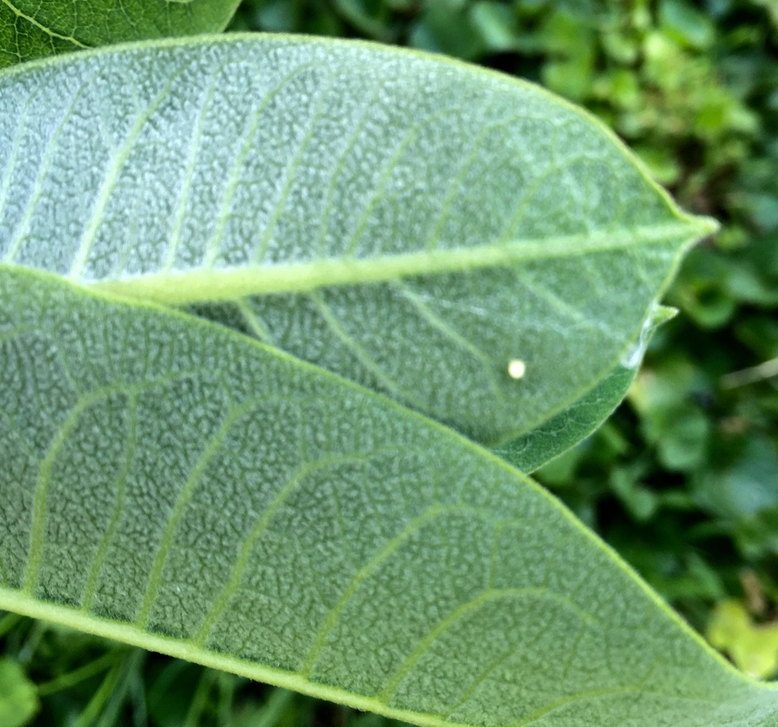 Monarch eggs on milkweed