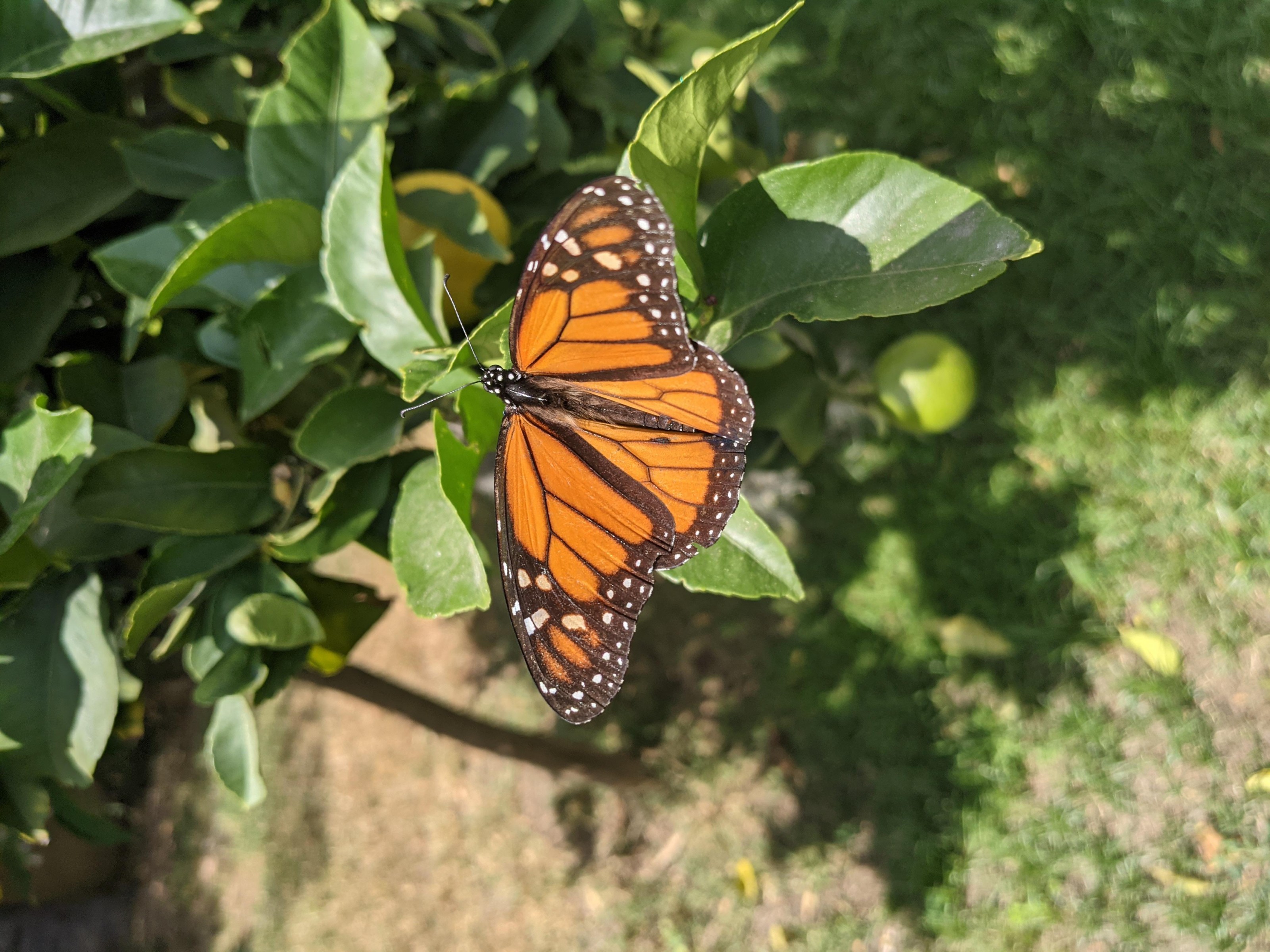 Monarch Butterfly 