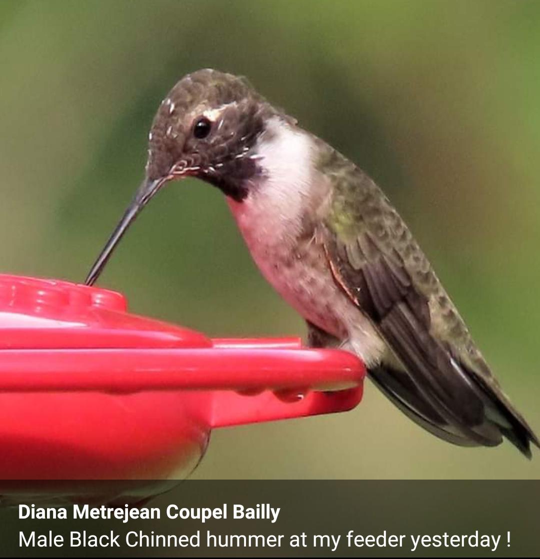 Black-chinned Hummingbird