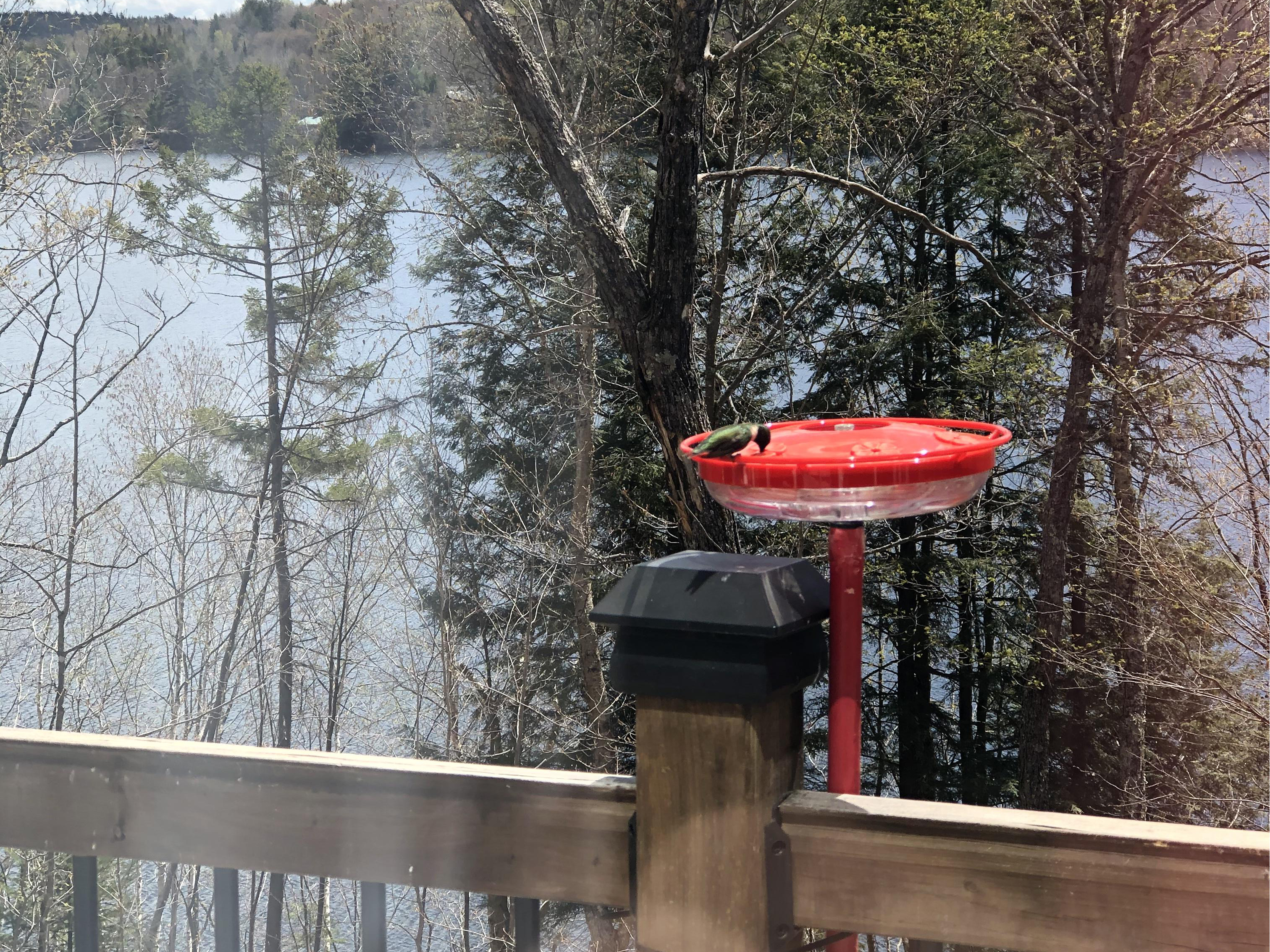 Ruby-throated Hummingbird