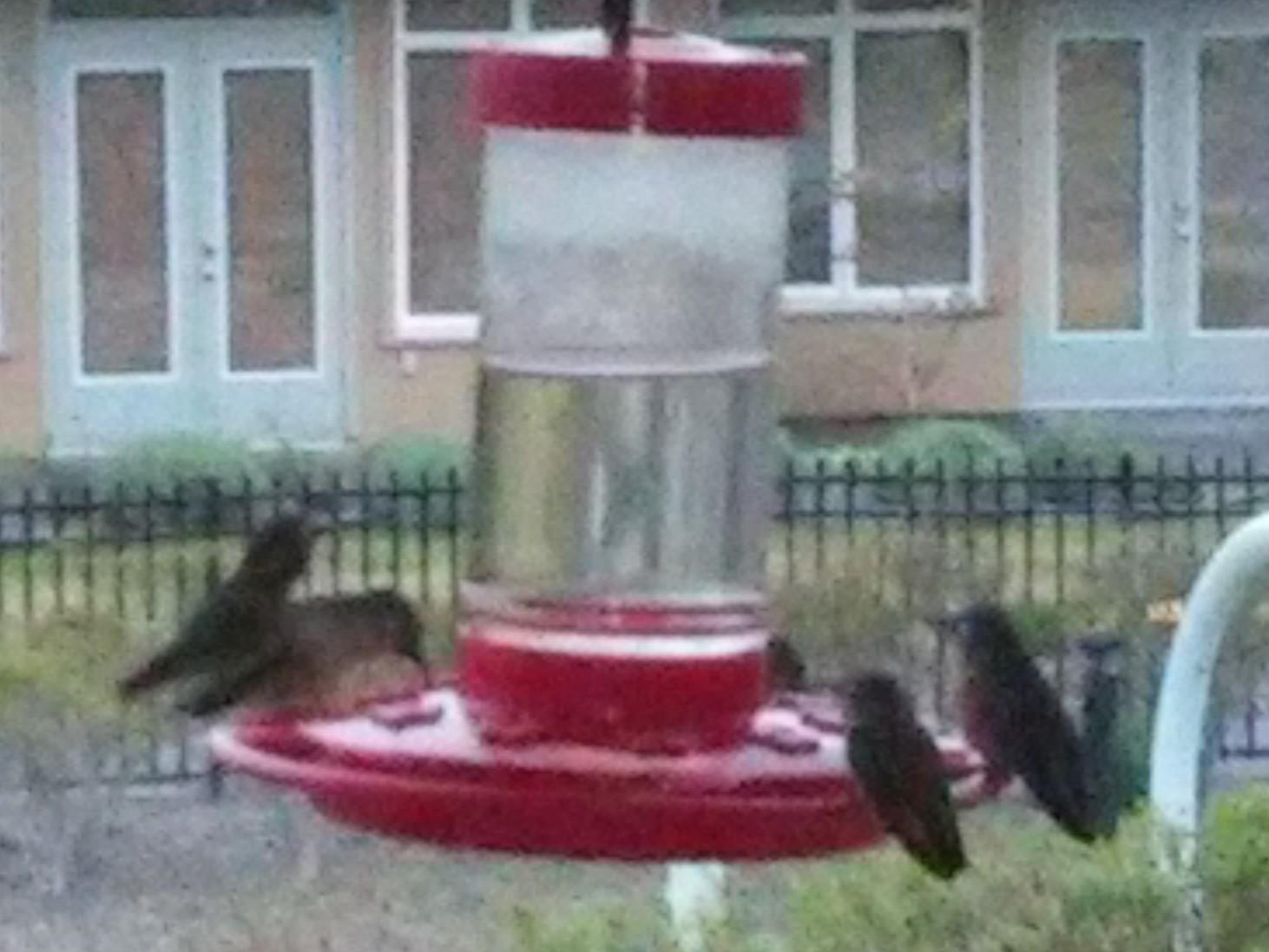 Calliope Hummingbirds