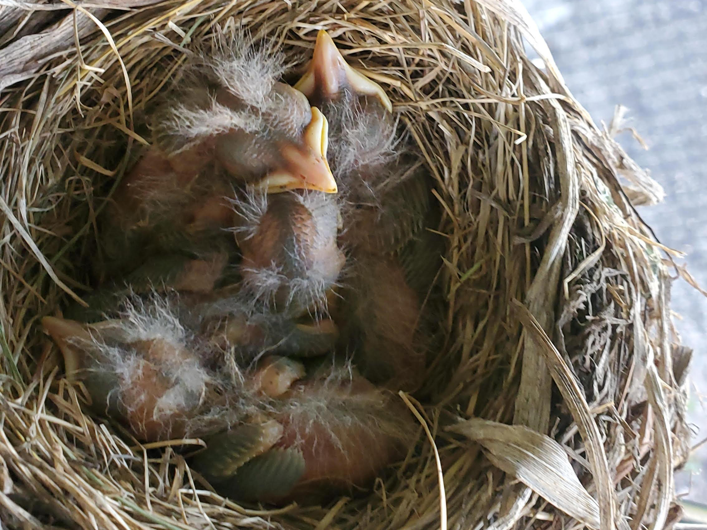 American Robin nestlings