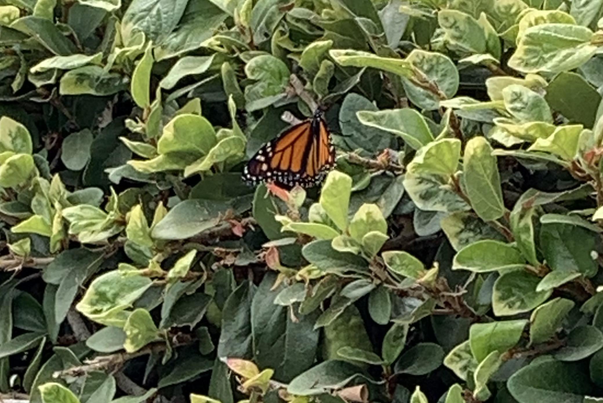 Monarch Butterfly 