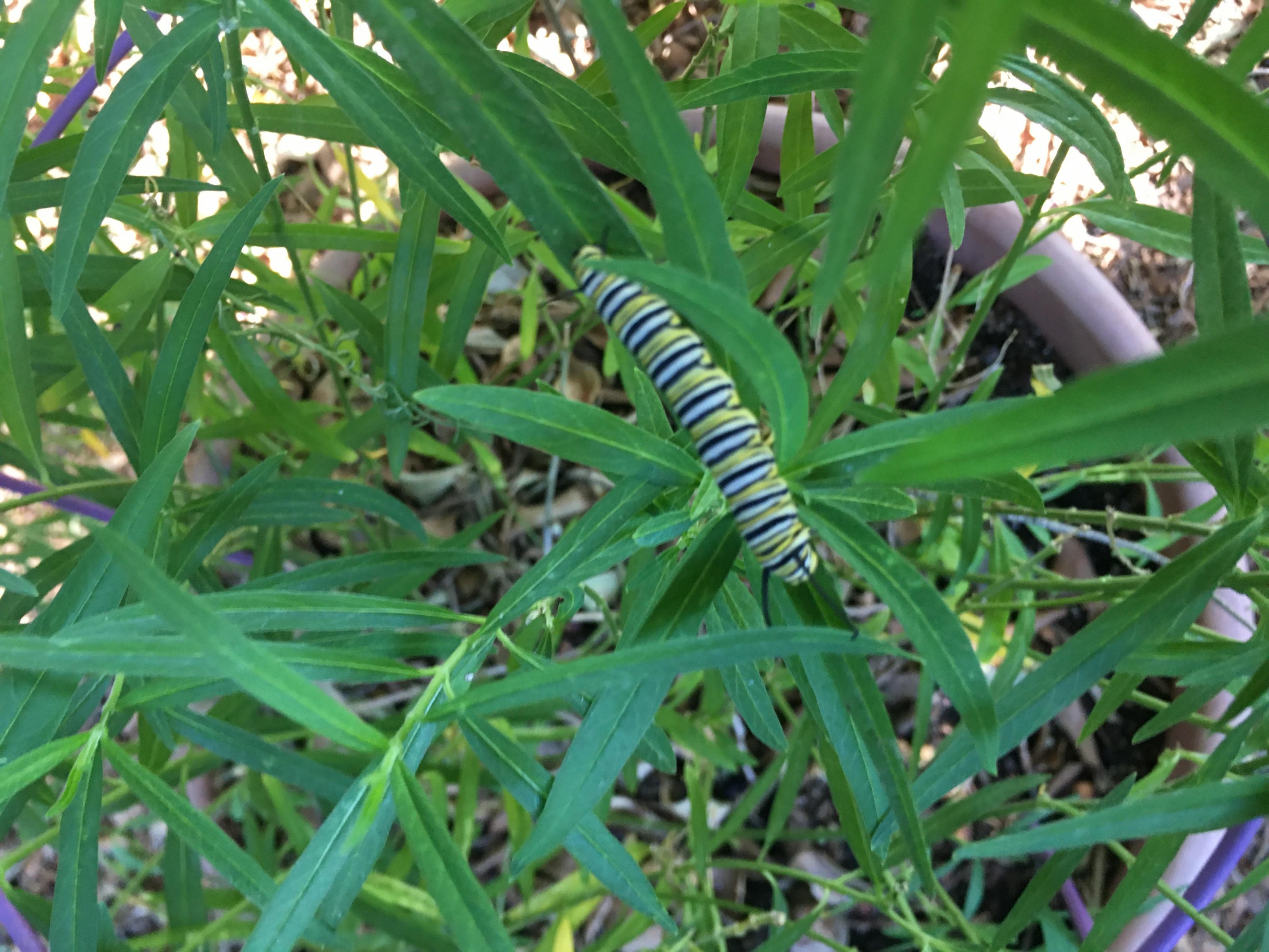 Monarch larva 