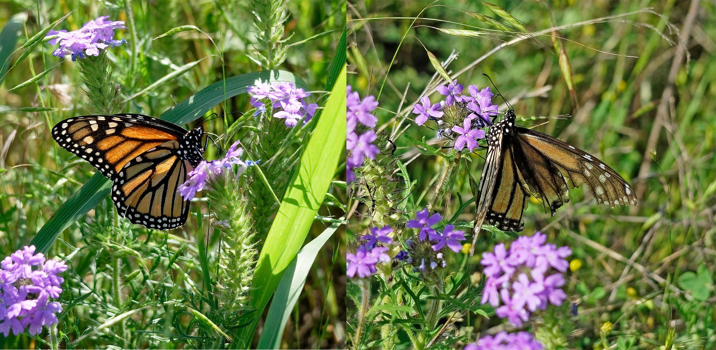 Monarchs nectaring