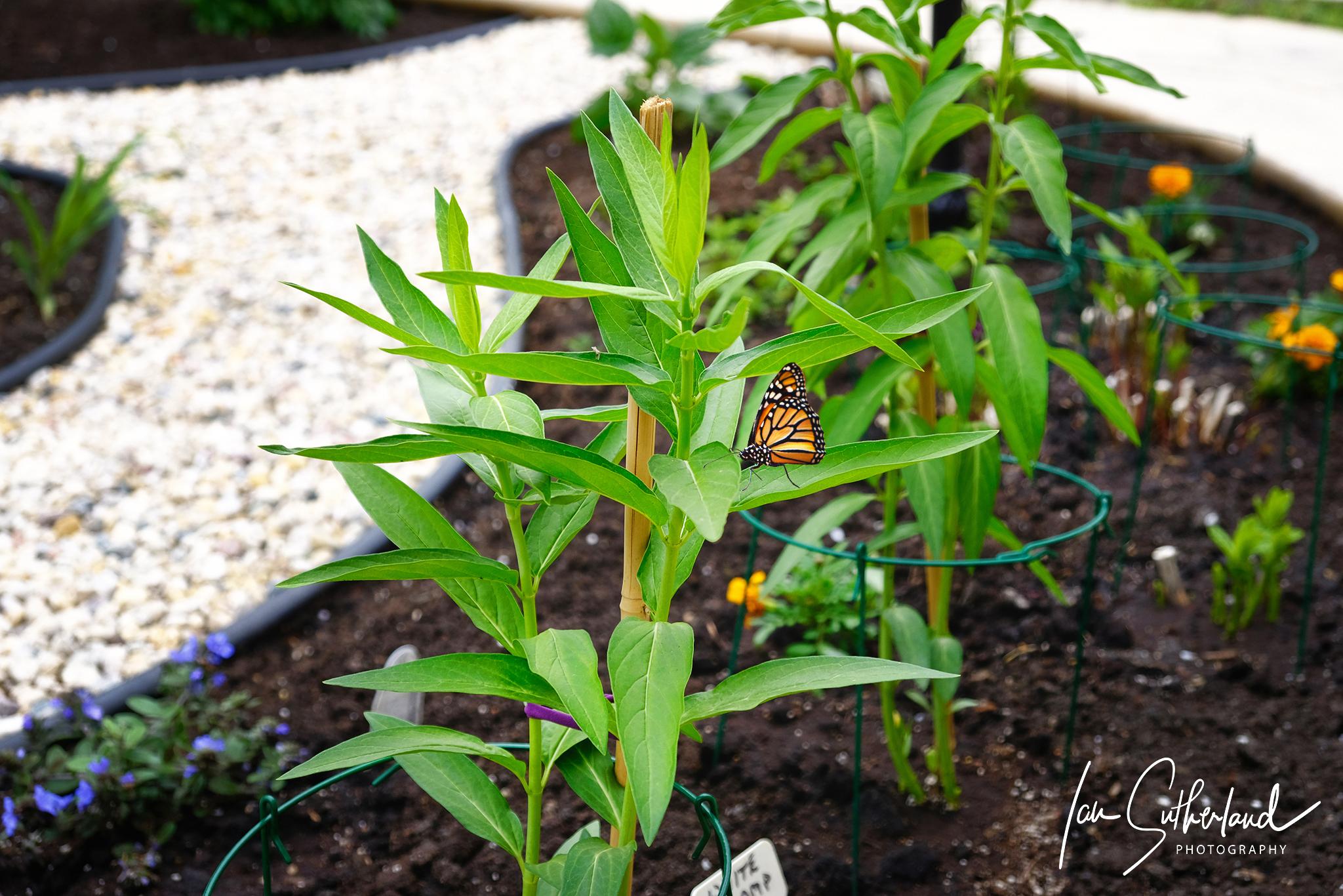 Monarch Butterfly 