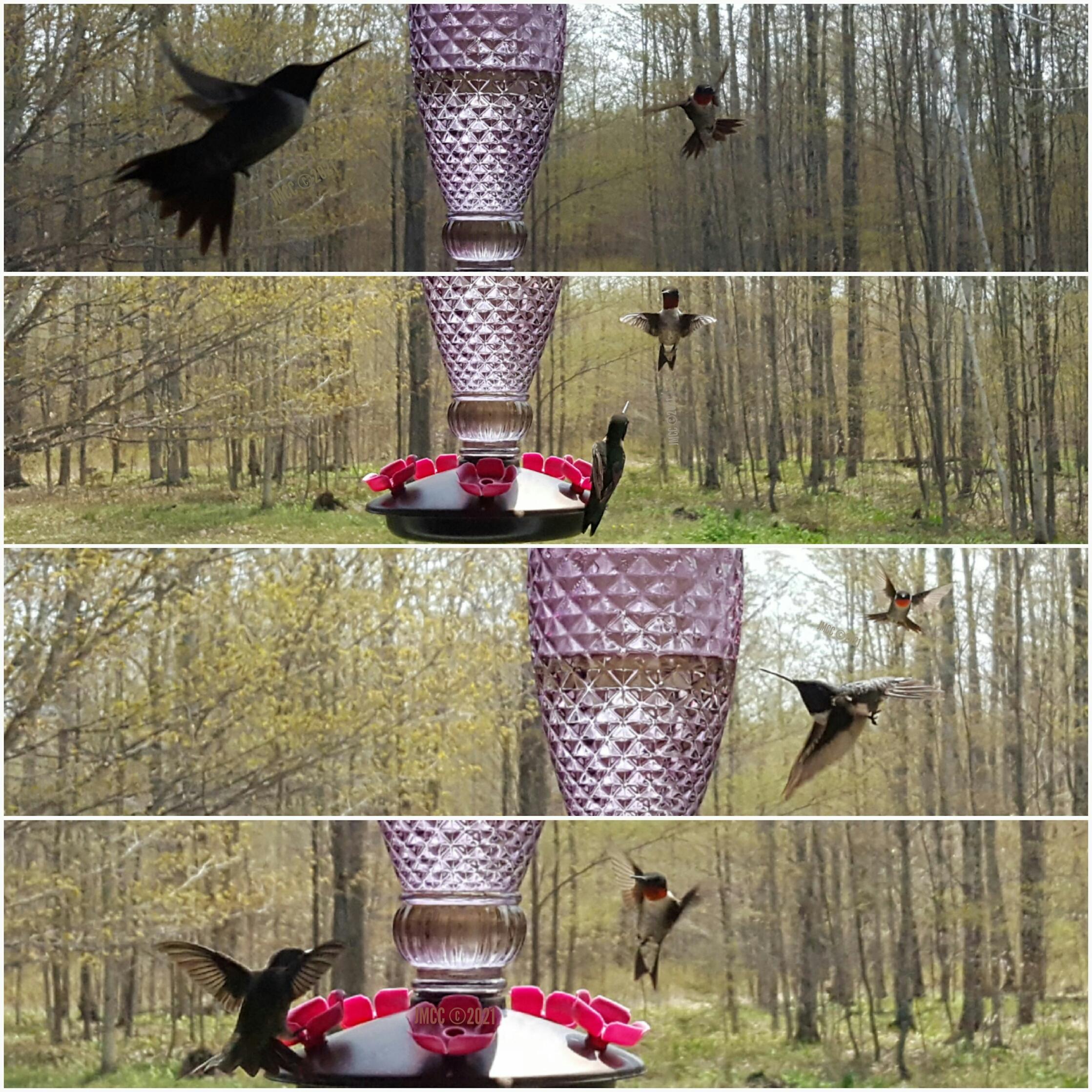 Dueling Ruby-throated Hummingbirds