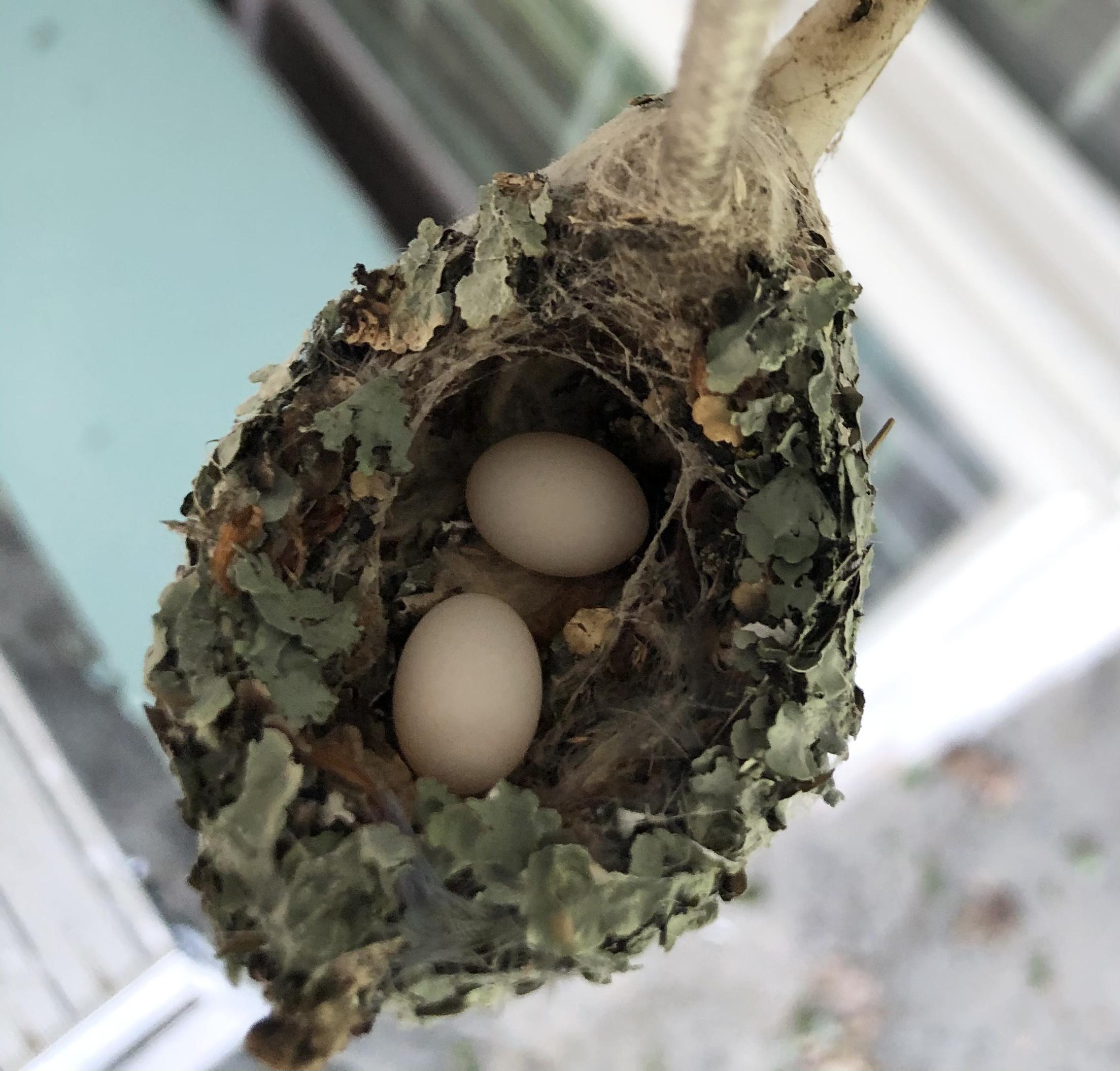 Hummingbird eggs