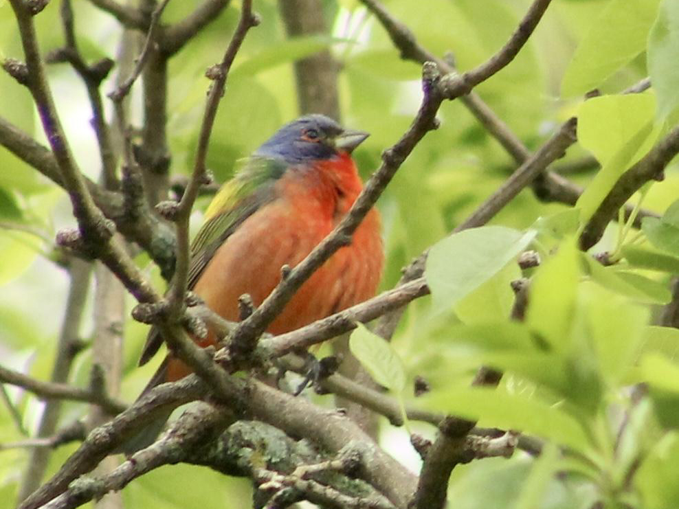 Indigo Bunting