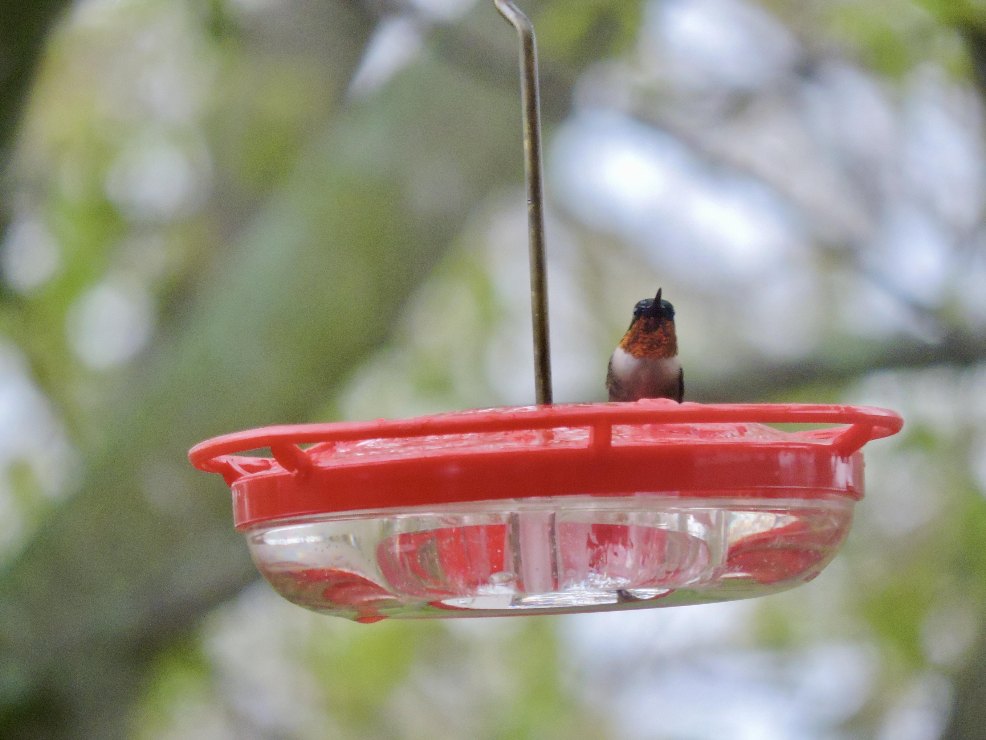 Ruby-throated Hummingbird