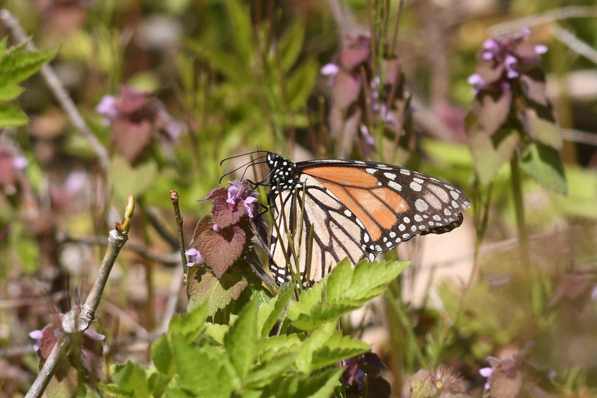 Monarch Butterfly 