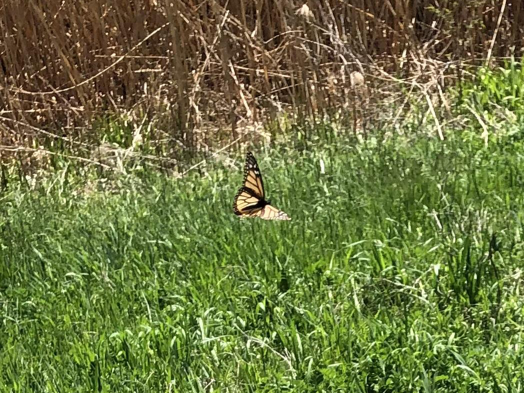 Monarch Butterfly 