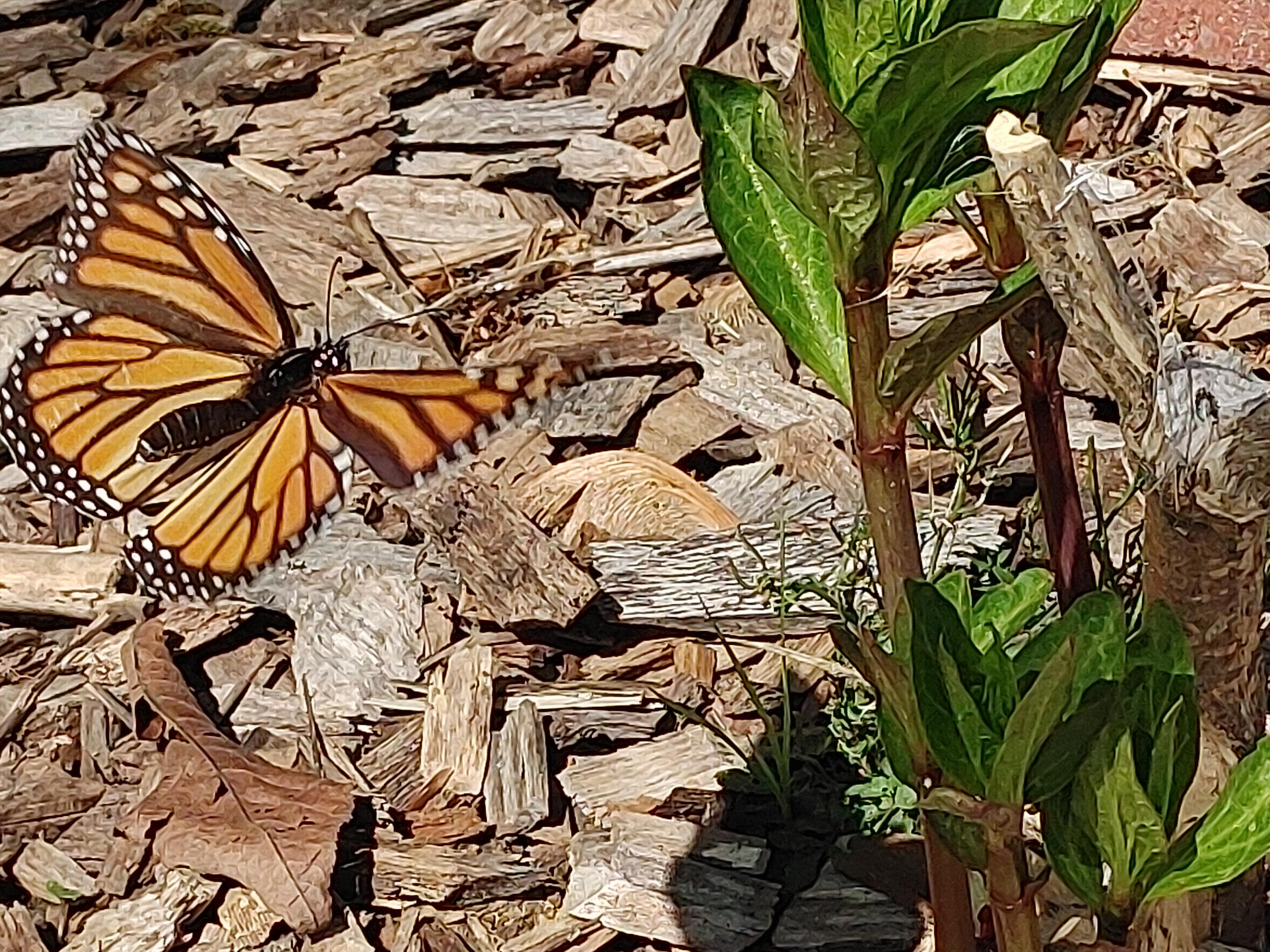 Monarch Butterfly 