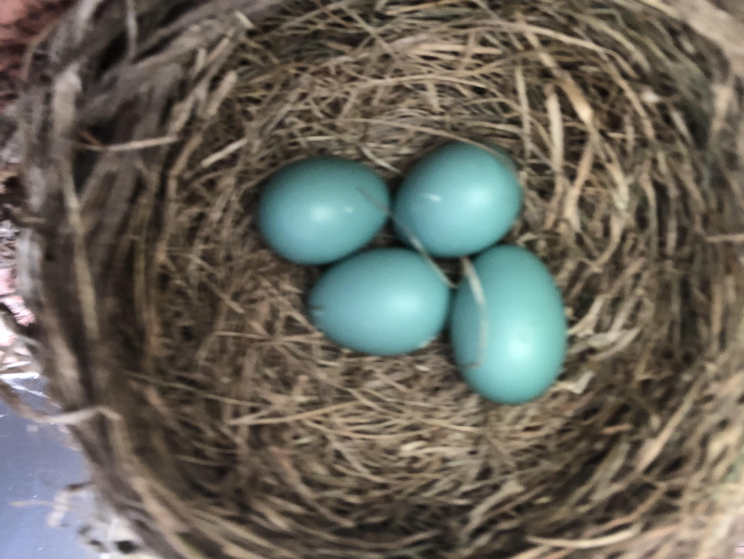 Four American Robin eggs