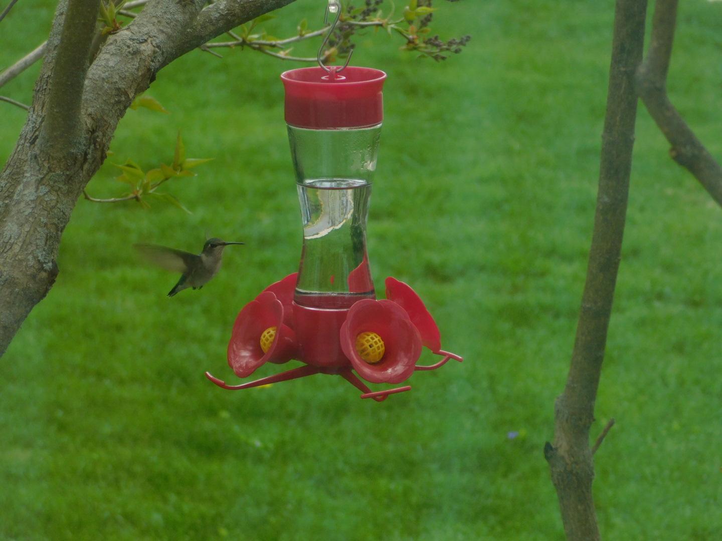 Ruby-throated Hummingbird