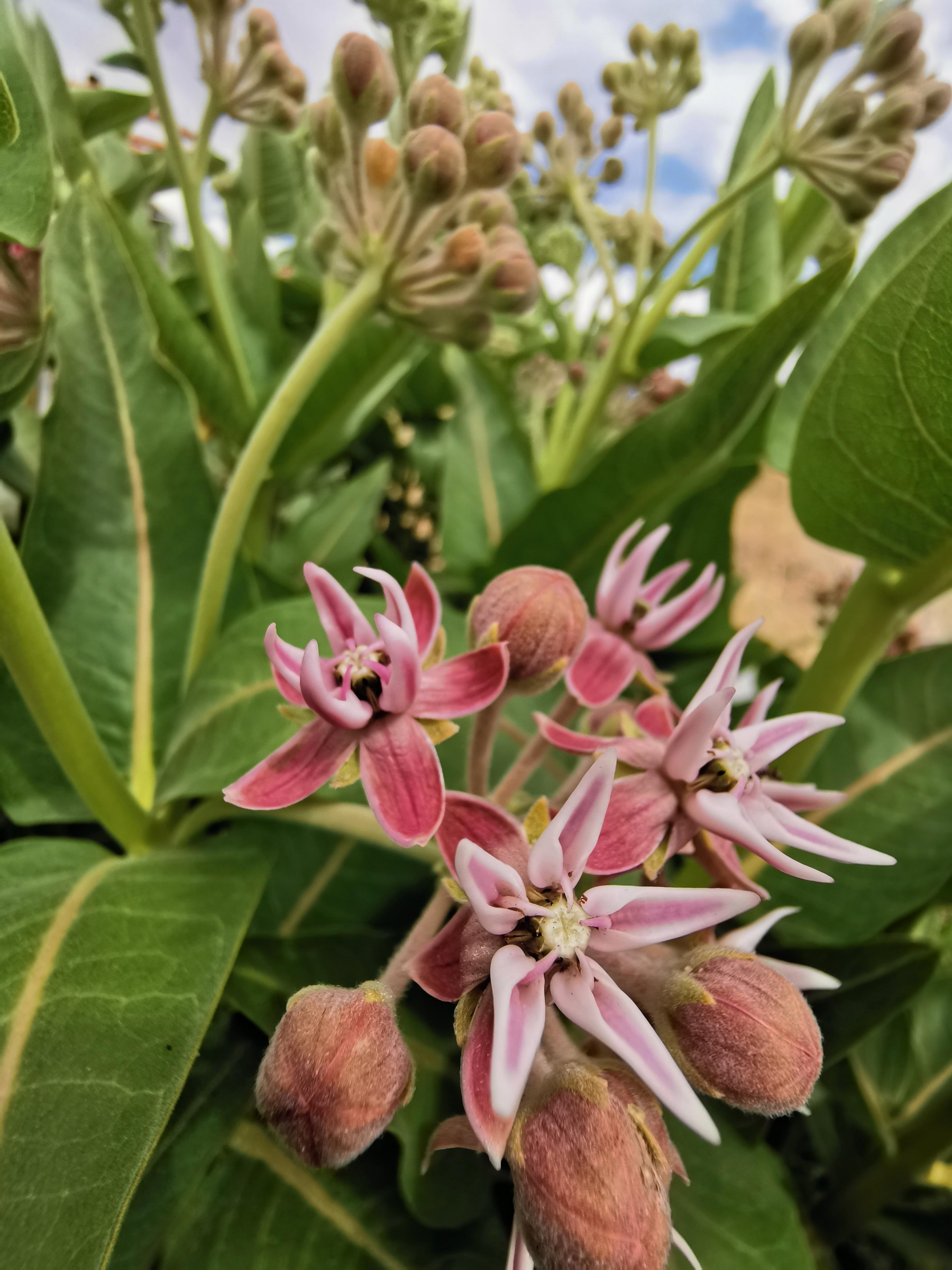 Milkweed