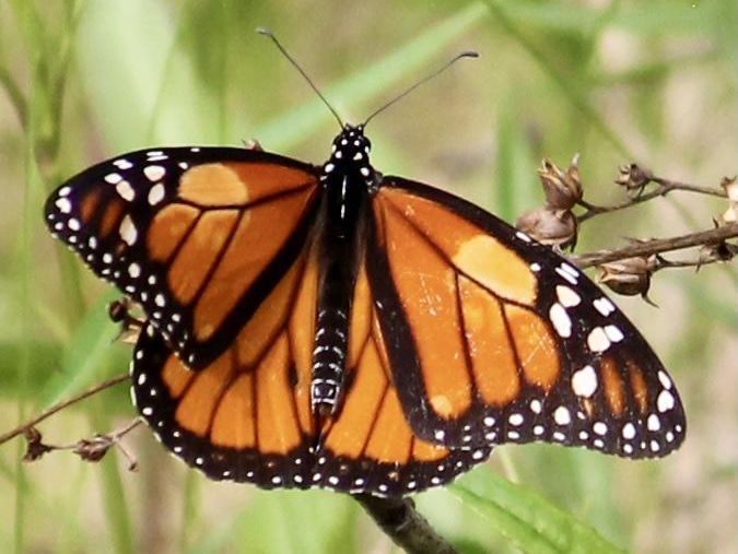 Monarch Butterfly 