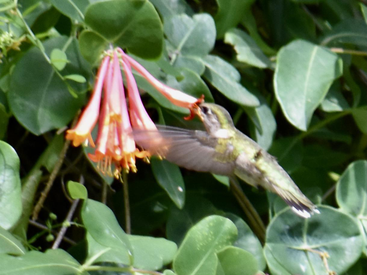 Ruby-throated Hummingbird