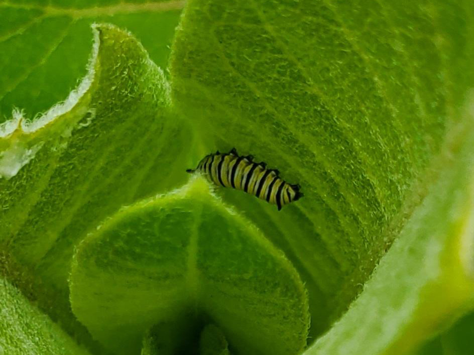 2nd instar larva