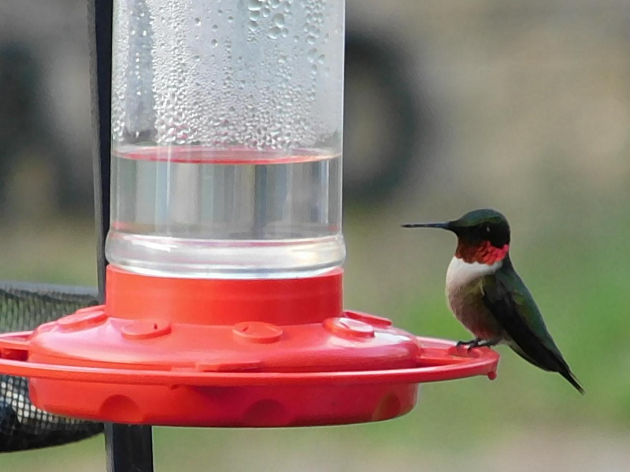 Ruby-throated Hummingbird