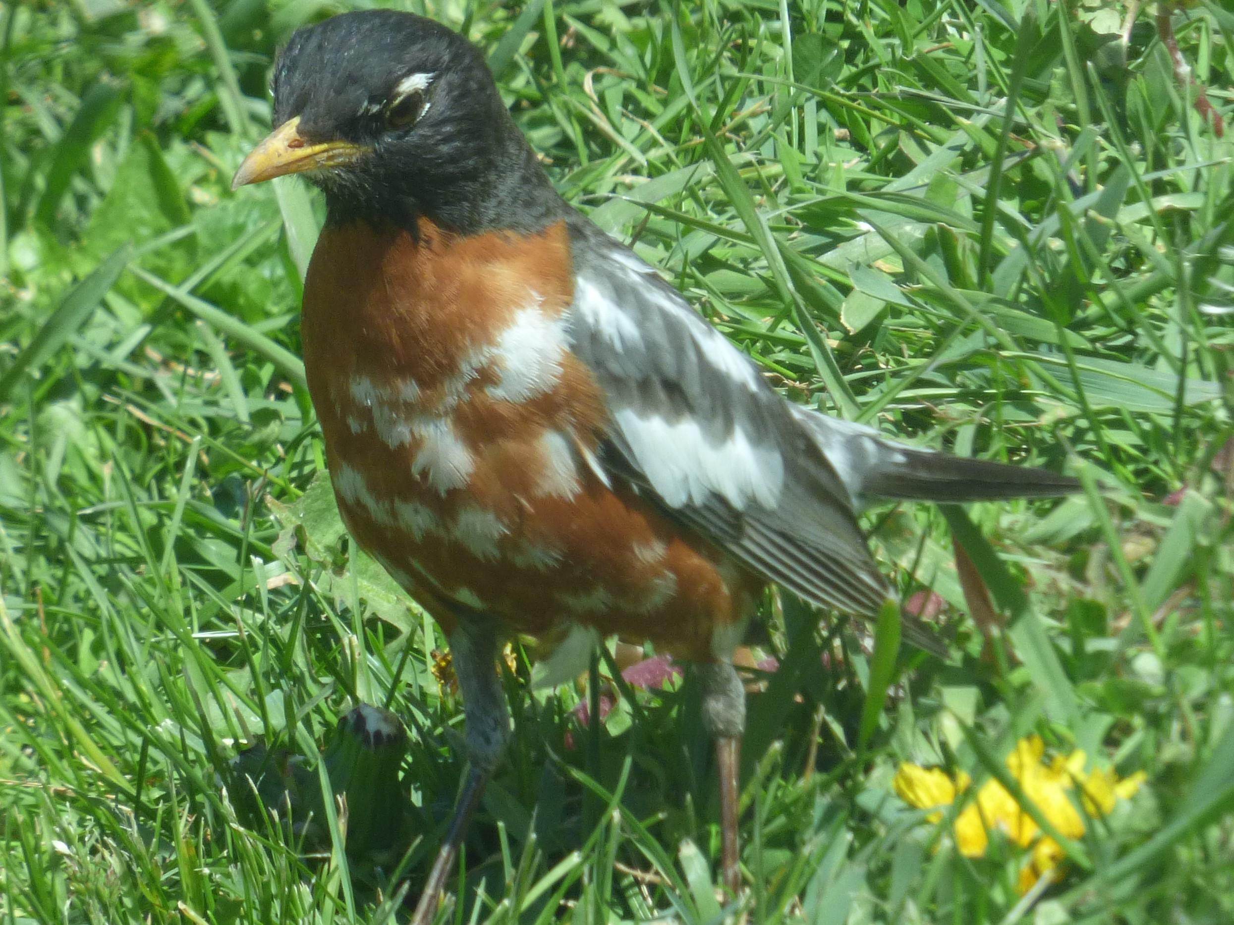 Leucistic Robin