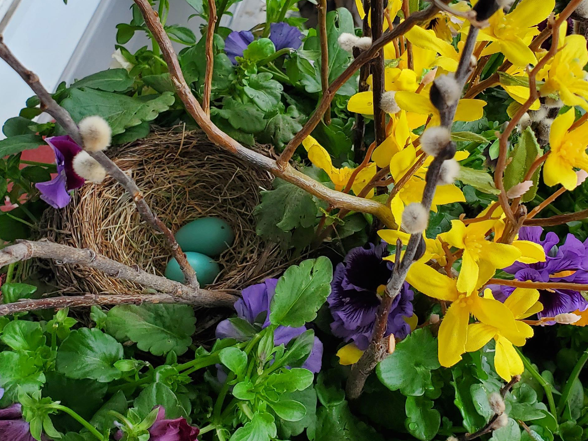 American Robin nest