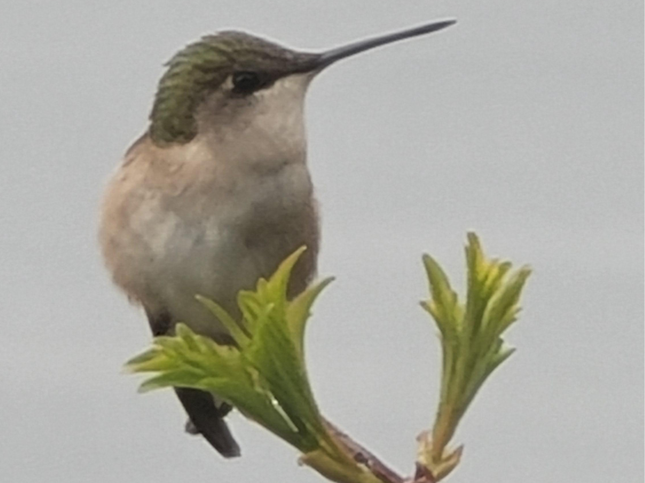 Ruby-throated Hummingbird